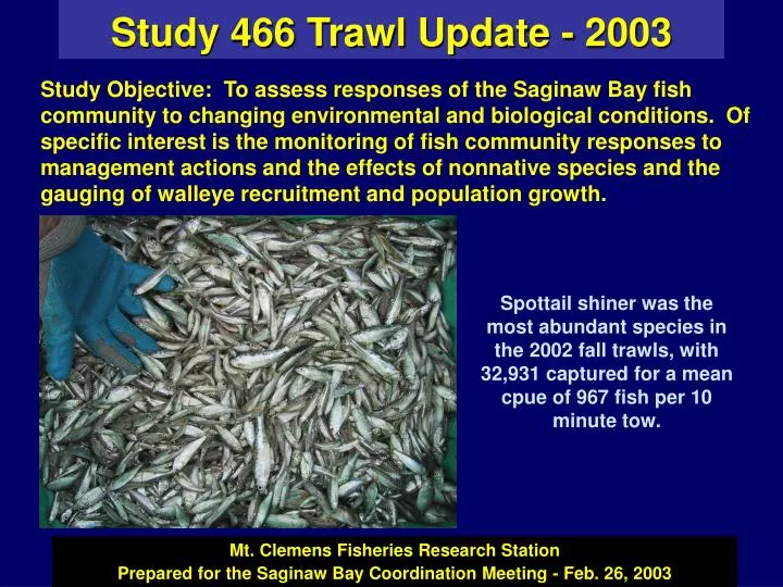 study 466 trawl update 2003