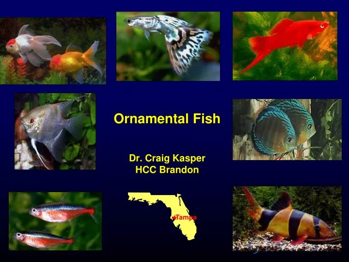 ornamental fish dr craig kasper hcc brandon