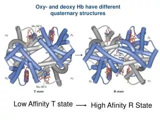 Oxy- and deoxy Hb have different quaternary structures
