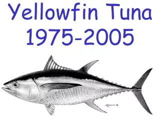 Yellowfin Tuna 1975-2005