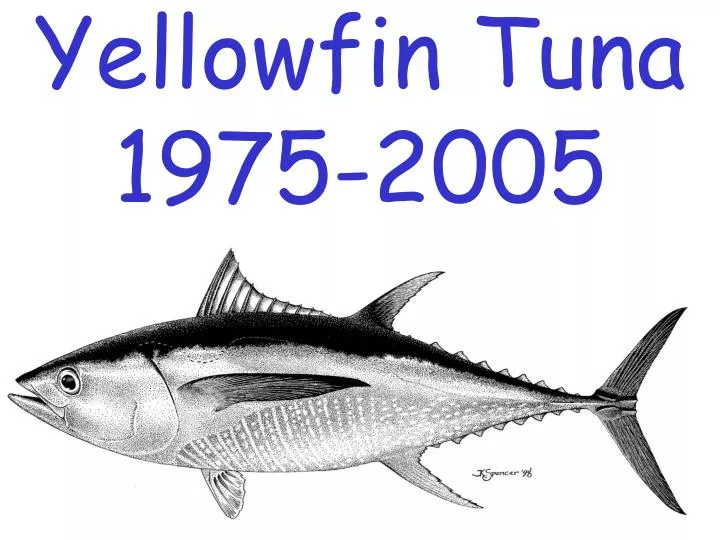 yellowfin tuna 1975 2005