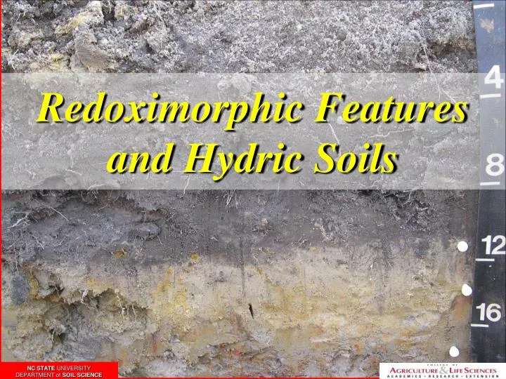 redoximorphic features and hydric soils