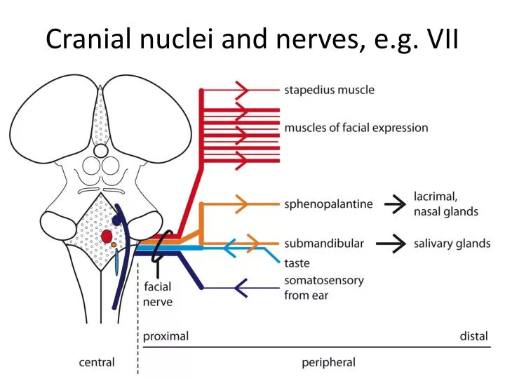 cranial nuclei and nerves e g vii