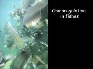 Osmoregulation in fishes