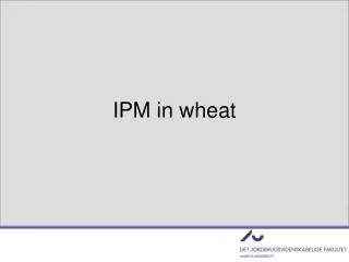 IPM in wheat