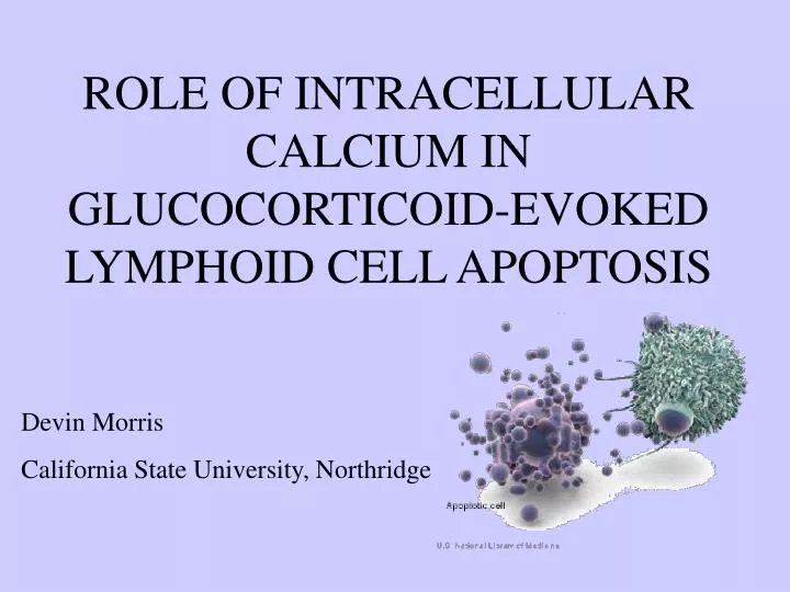 role of intracellular calcium in glucocorticoid evoked lymphoid cell apoptosis