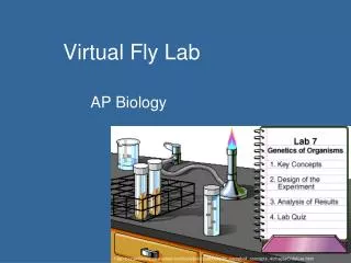 Virtual Fly Lab