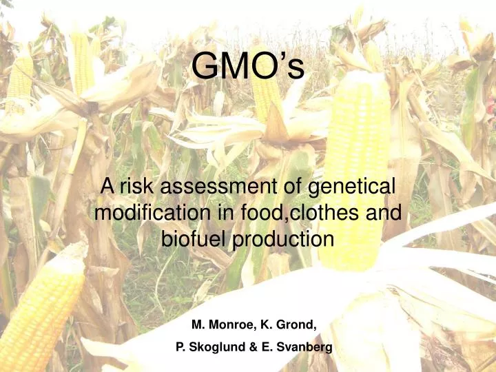 gmo s