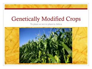 genetically modified crops