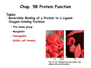 Chap. 5B Protein Function