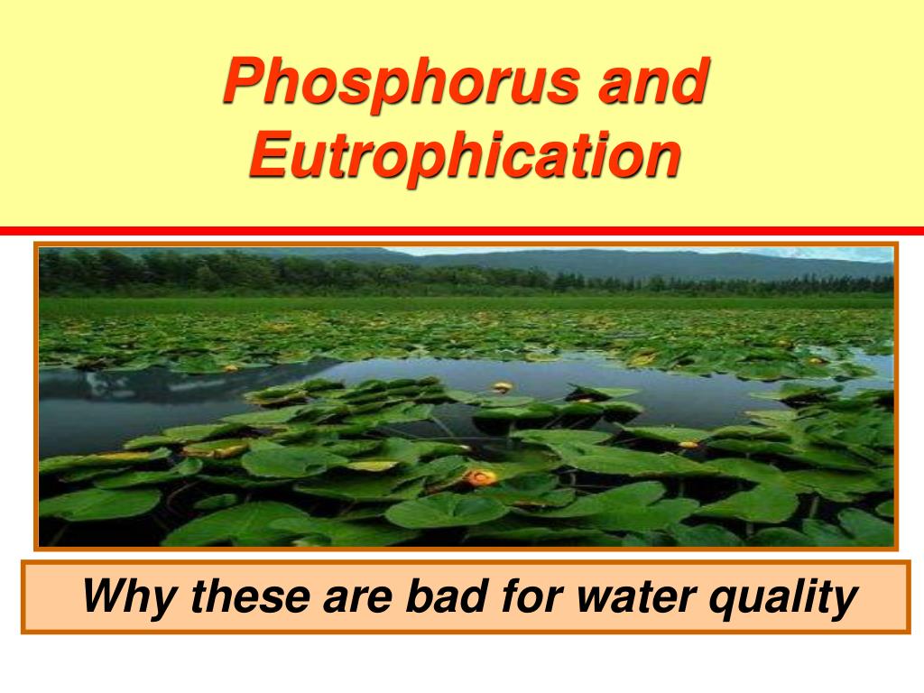 PPT - Phosphorus and Eutrophication PowerPoint Presentation, free ...
