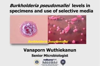 Vanaporn Wuthiekanun Senior Microbiologist