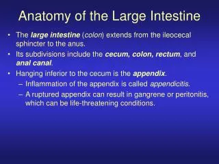Anatomy of the Large Intestine