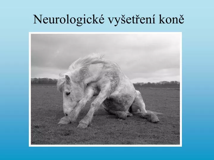 neurologick vy et en kon