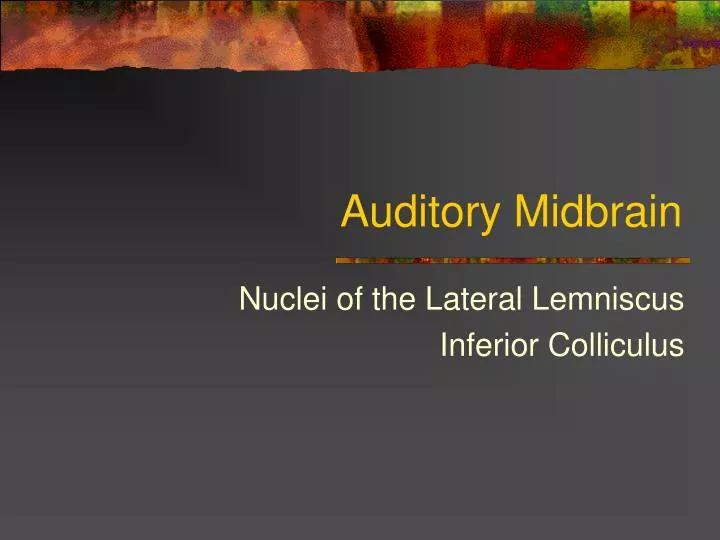 auditory midbrain