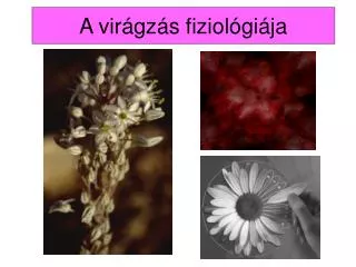 a vir gz s fiziol gi ja