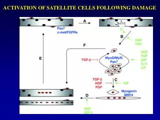 ACTIVATION OF SATELLITE CELLS FOLLOWING DAMAGE