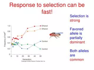 Response to selection can be fast!