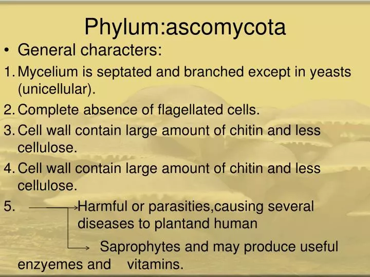 phylum ascomycota