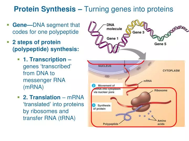 protein synthesis turning genes into proteins