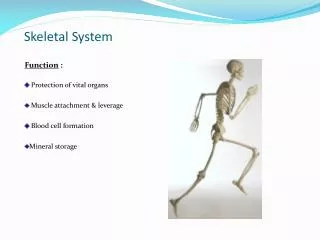 Skeletal System