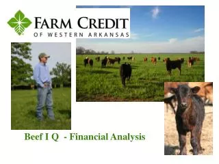 Beef I Q - Financial Analysis