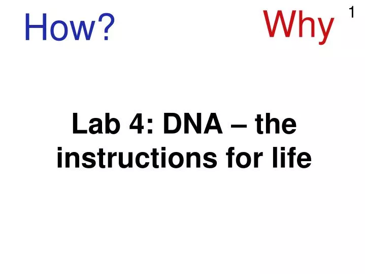 lab 4 dna the instructions for life