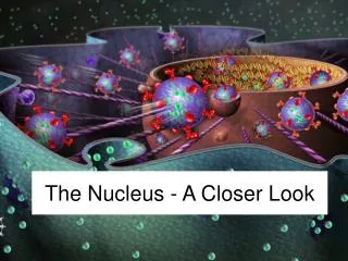 the nucleus a closer look