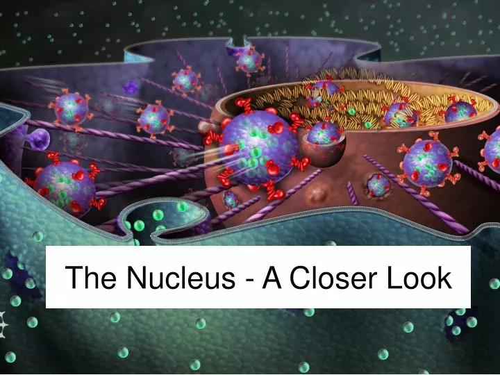 the nucleus a closer look