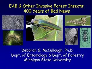 EAB &amp; Other Invasive Forest Insects: 400 Years of Bad News