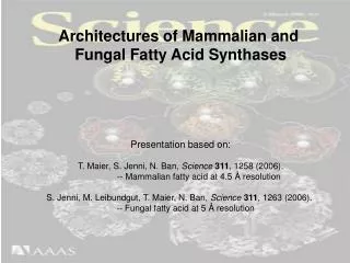 Architectures of Mammalian and Fungal Fatty Acid Synthases Presentation based on: