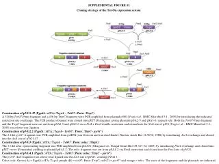 SUPPLEMENTAL FIGURE S1 Cloning strategy of the Tet-On expression system