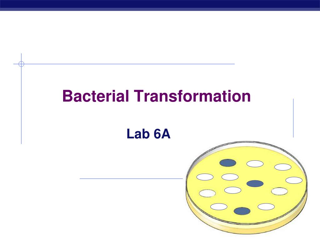 PPT - Bacterial Transformation PowerPoint Presentation, free download ...