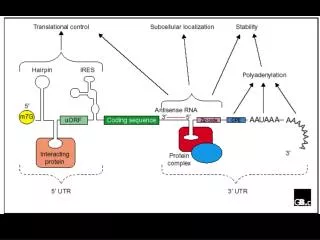 Summary of methods to assess mRNA stability in eukaryotic cells