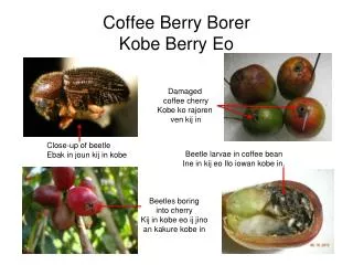 Coffee Berry Borer Kobe Berry Eo