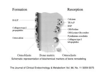 Schematic representation of biochemical markers of bone remodeling