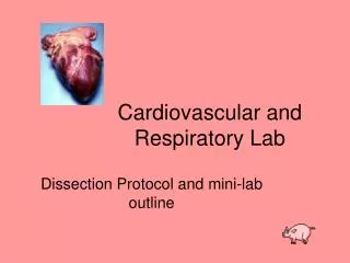 Cardiovascular and Respiratory Lab