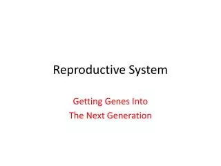 Reproductive System