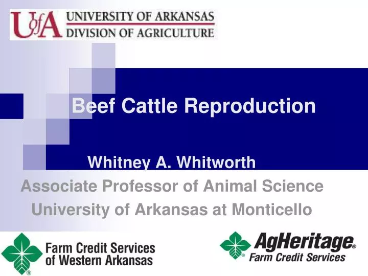 beef cattle reproduction