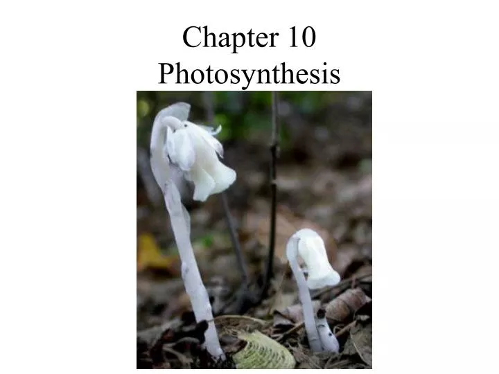 chapter 10 photosynthesis