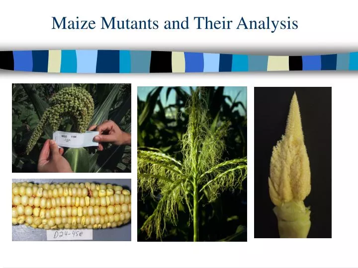 maize mutants and their analysis