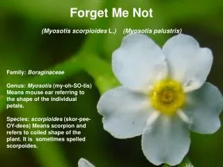 Forget Me Not (Myosotis scorpioides L .) (Myosotis palustris)