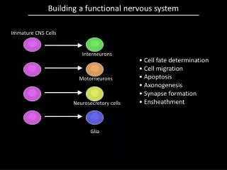 Building a functional nervous system