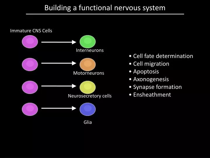 building a functional nervous system