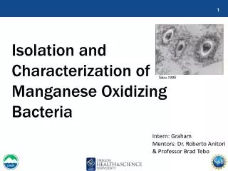 Isolation and Characterization of Manganese Oxidizing Bacteria