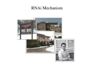 RNAi Mechanism