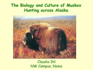 The Biology and Culture of Muskox Hunting across Alaska
