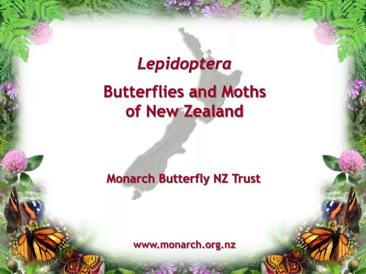 lepidoptera butterflies and moths of new zealand