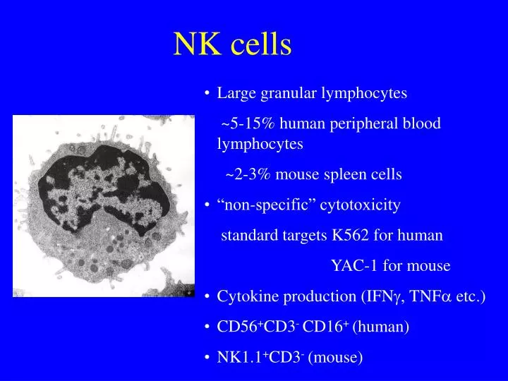 nk cells