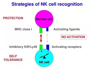 Strategies of NK cell recognition